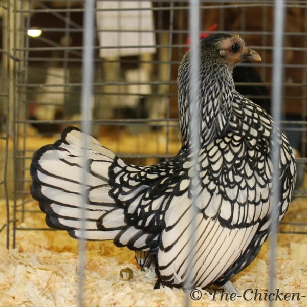 northeastern-poultry-congress-258-bantam-silver-duckwing-old-english ...