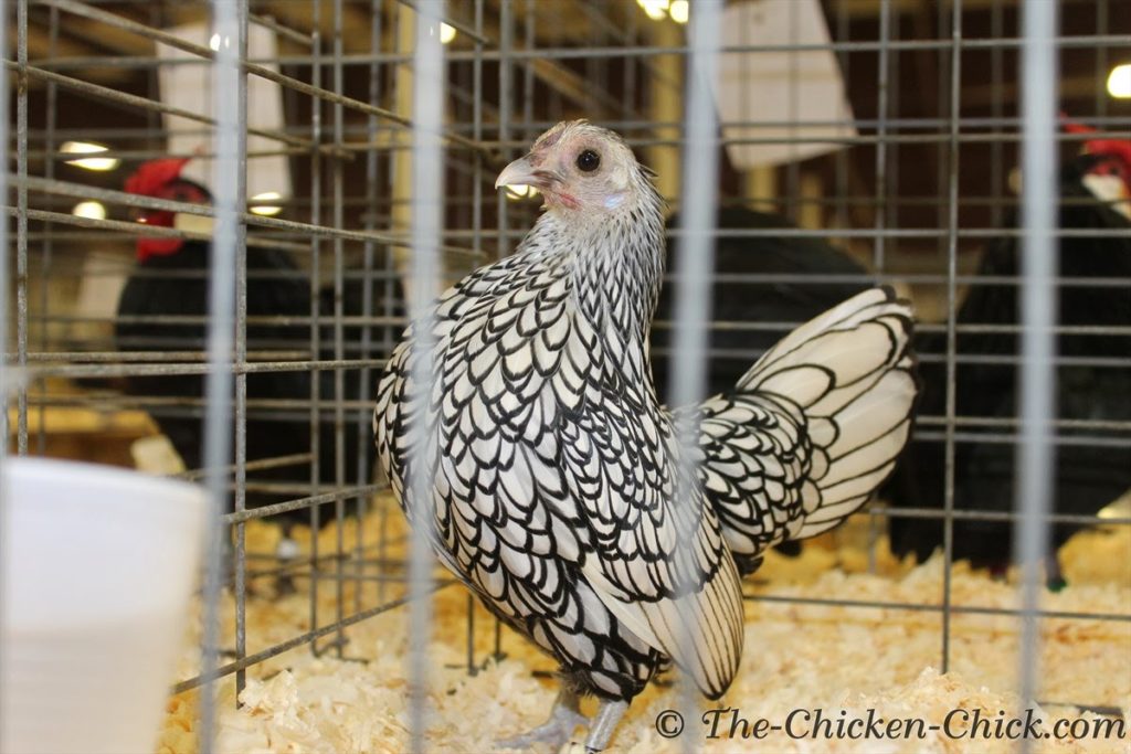 Bantam Silver Sebright CHICKEN