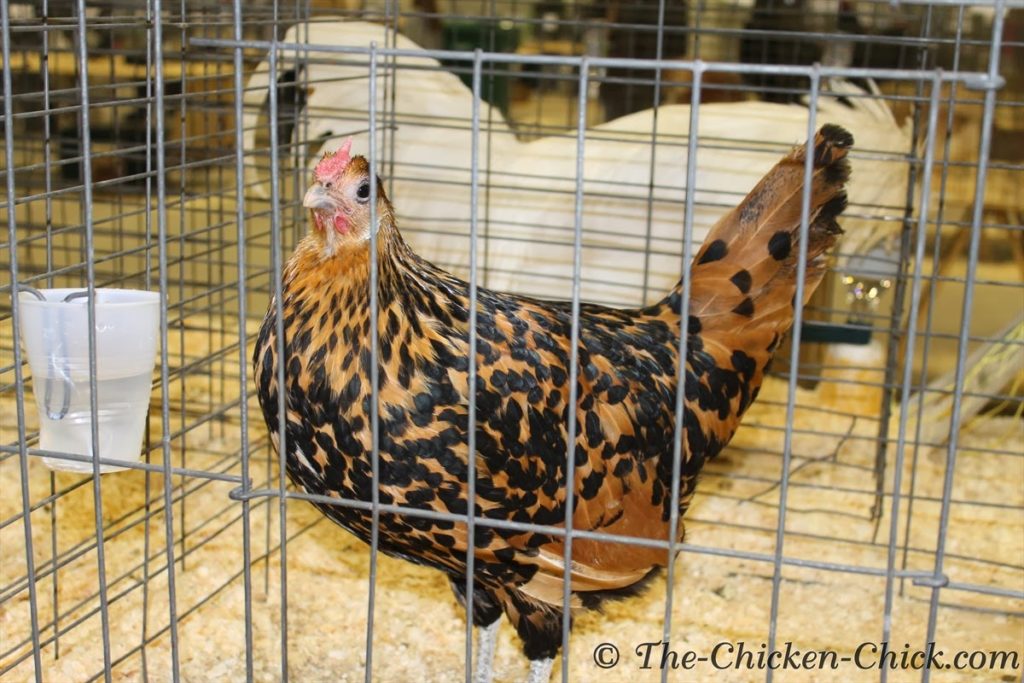 Large Fowl Golden Spangled Hamburg hen