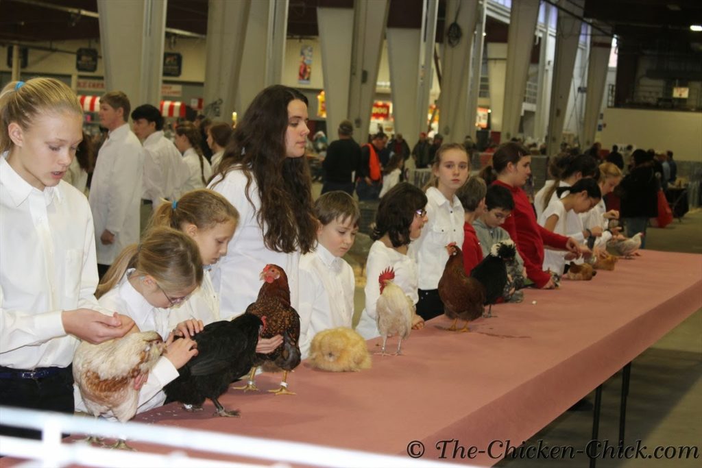 4-H students showing their birds
