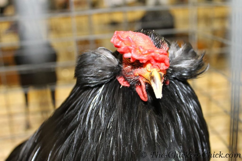 Black Araucana chicken double tufted, rumpless