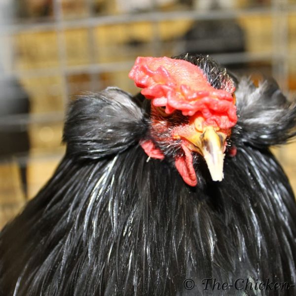 northeastern-poultry-congress-39-bantam-black-araucana-male-Double ...