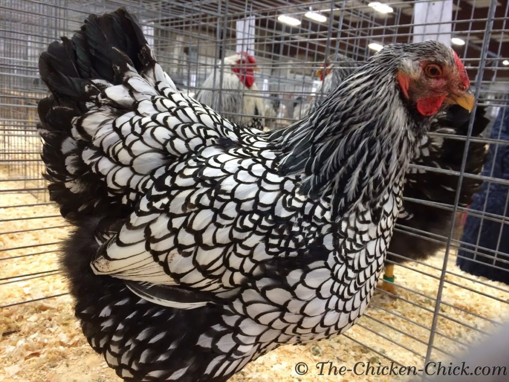 Large Fowl Silver Laced Wyandotte female