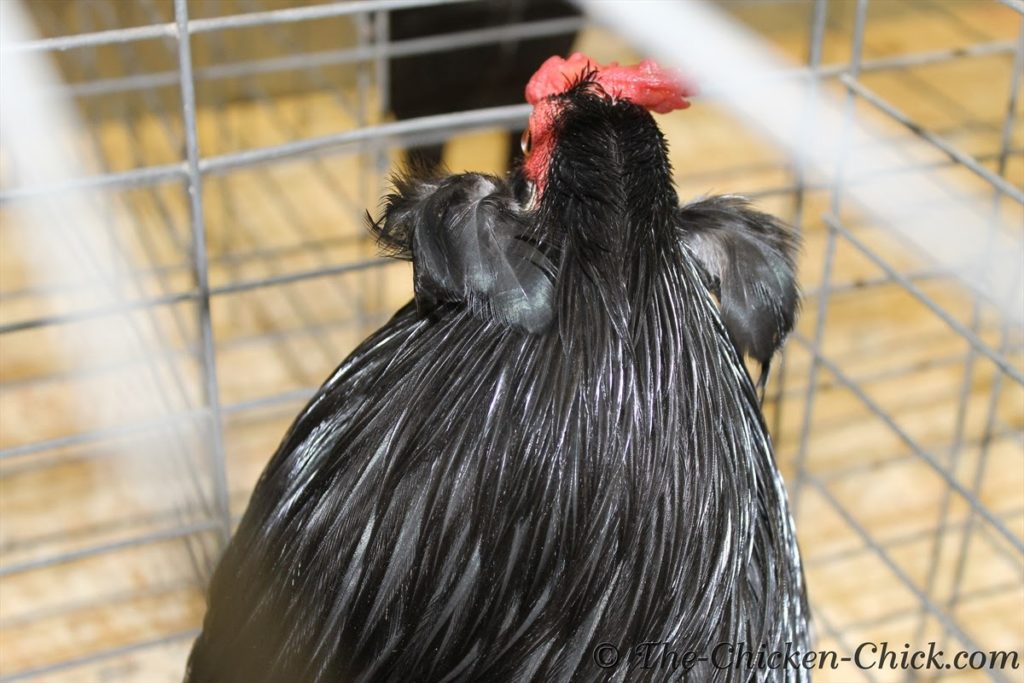 Black Araucana double tufted, rumpless chicken