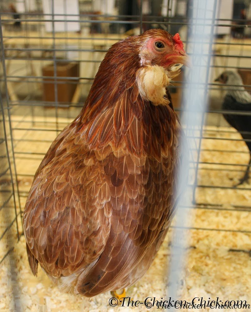 True Araucana chicken, double tufted and rumpless