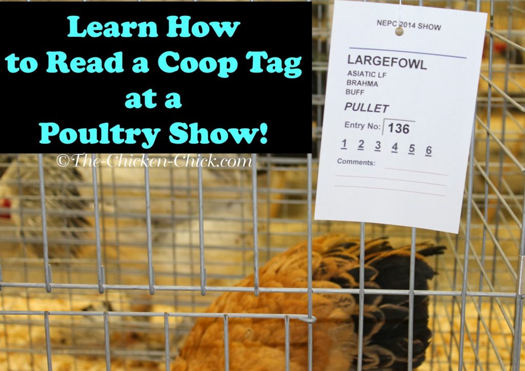 How to read a Coop Tag at a poultry show