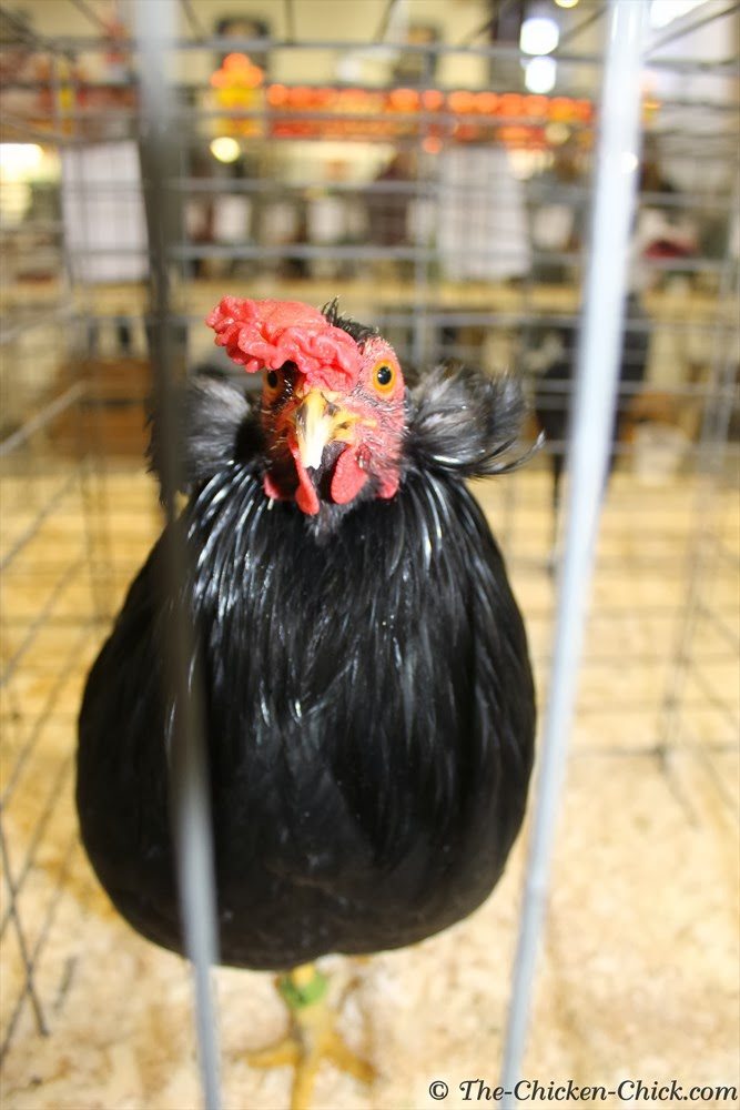 Black Araucana chicken double tufted rumpless