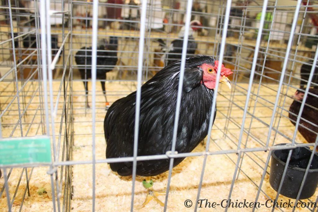 Black Araucana chicken