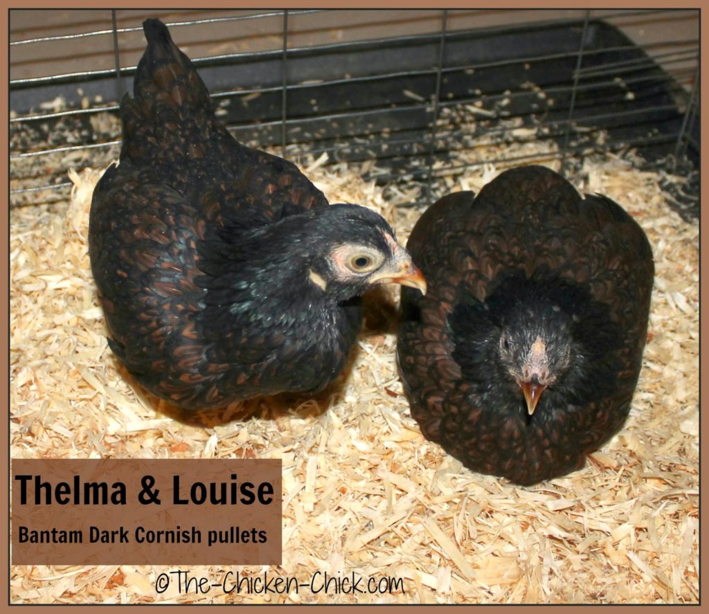 Dark Cornish pullets