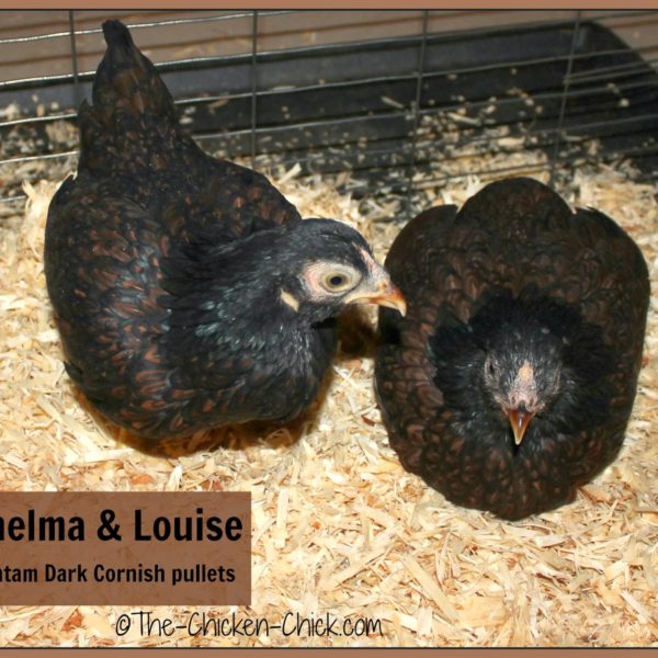 northeasternpoultrycongress998cayugaduck The Chicken Chick®