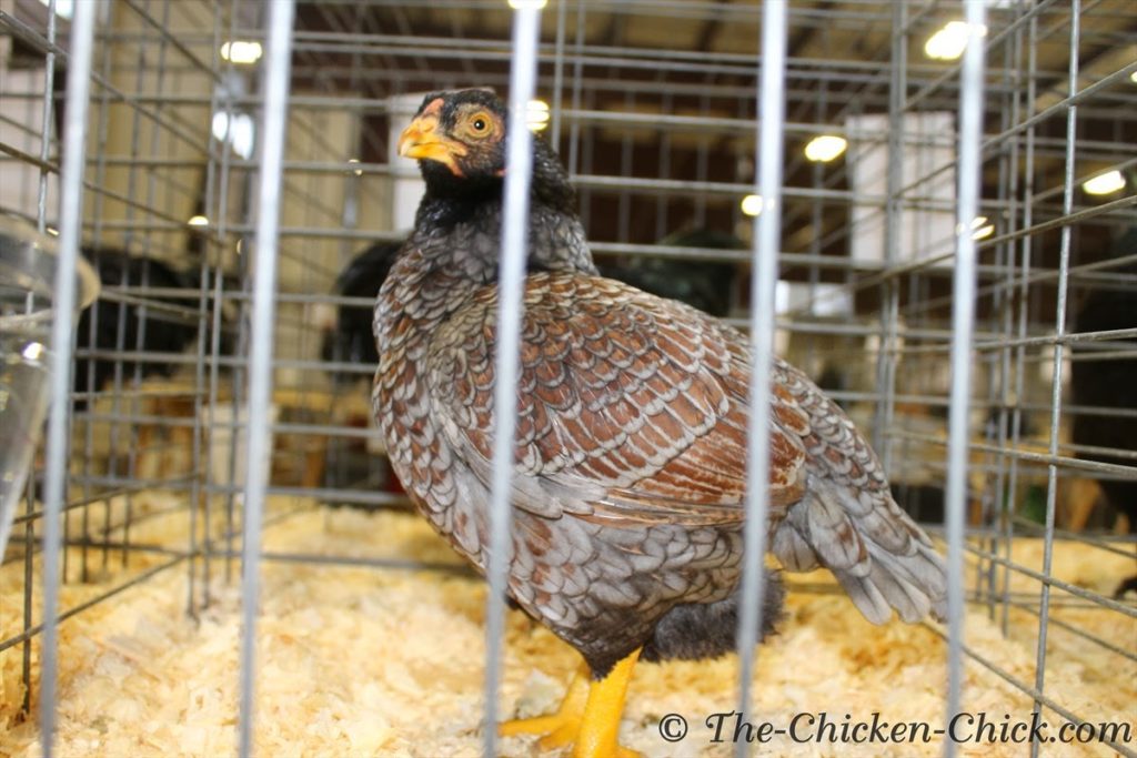Virtual Poultry Show, A Day at the Northeastern Poultry Congress