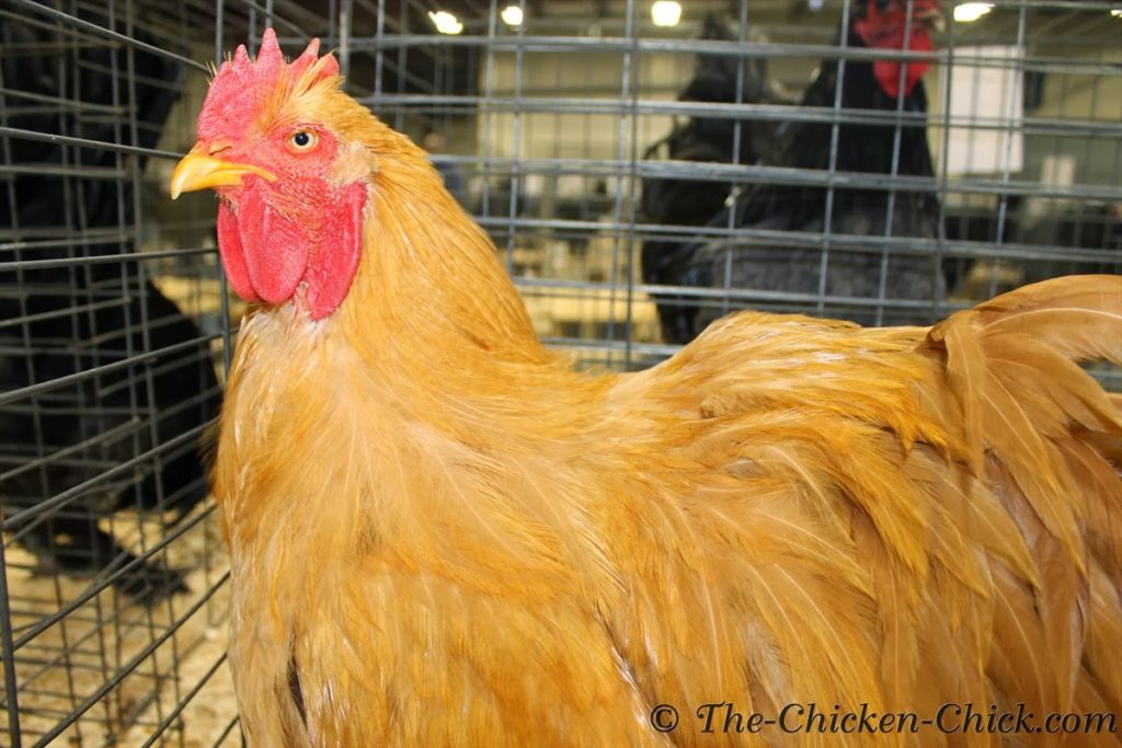 BUFF COCHIN CHICKEN