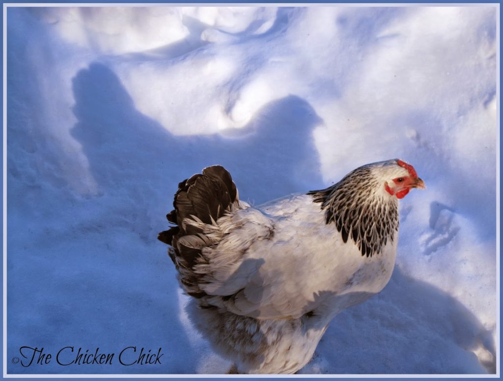 Lola, a Columbian Wyandotte hen and her shadow.