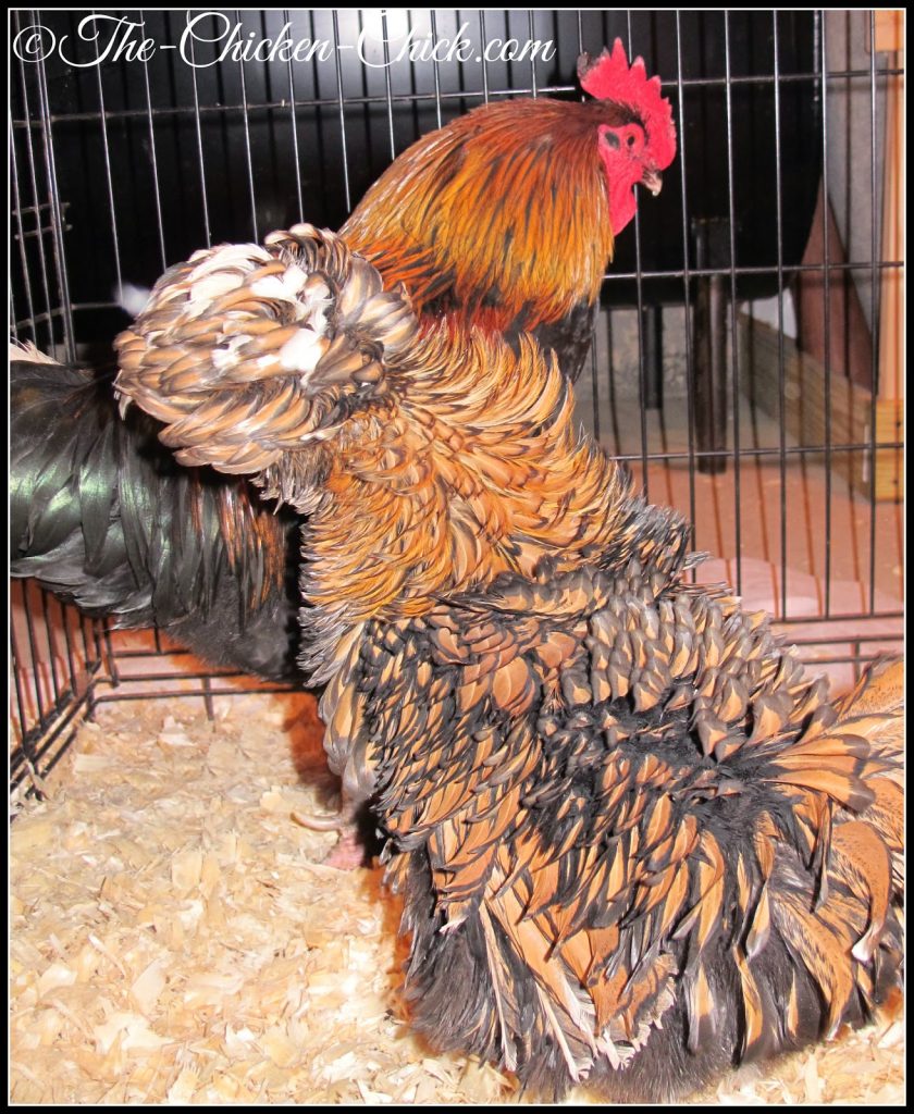 Blaze (Black Copper Marans rooster and Ally McBeak (Tolbunt Polish Frizzle) remain in the infirmary. Blaze is still recovering from a frostbitten comb while Ally is really just keeping him company at this point. Her pecking injuries have healed fully.