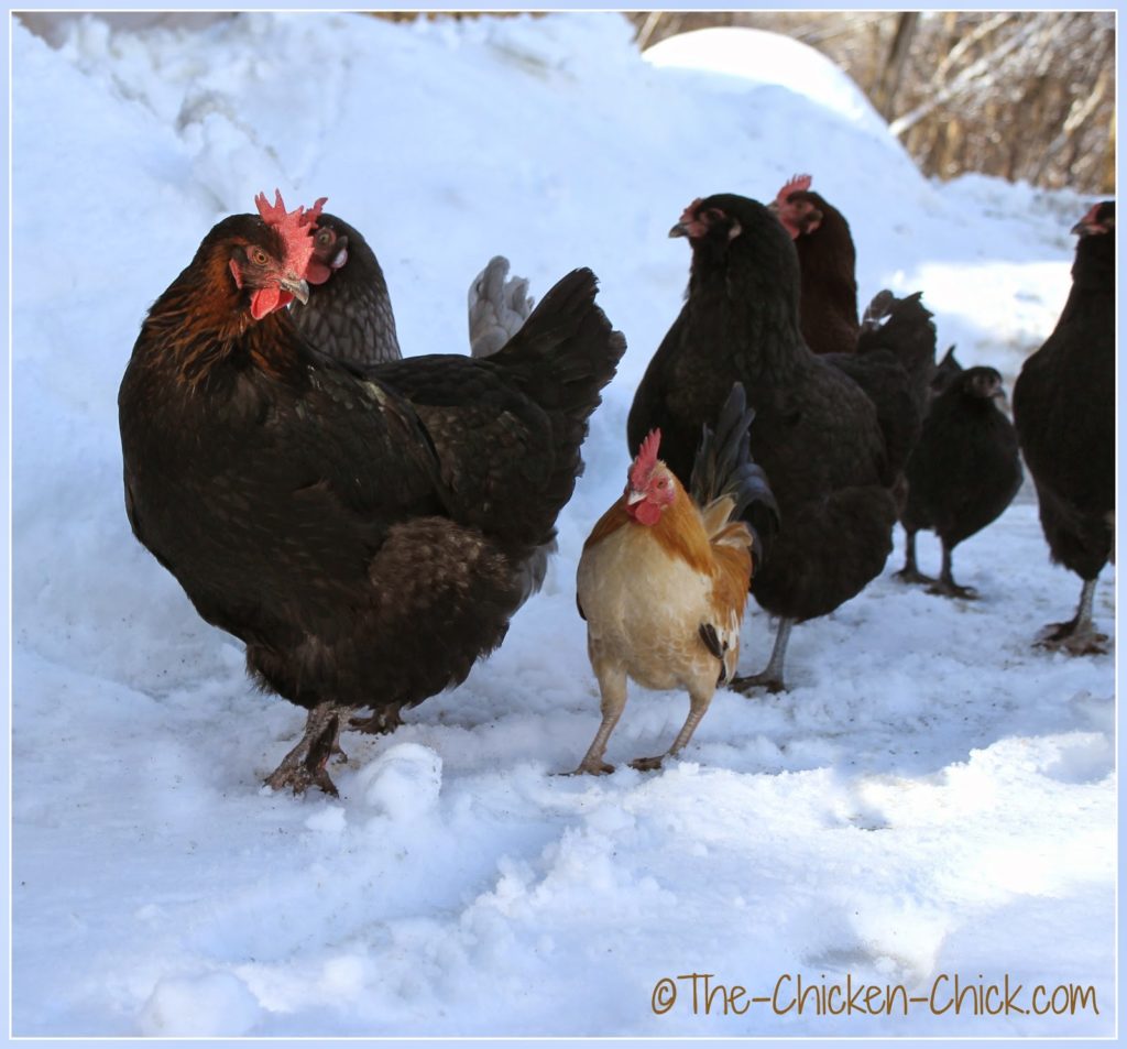 Chickens exploring the snow