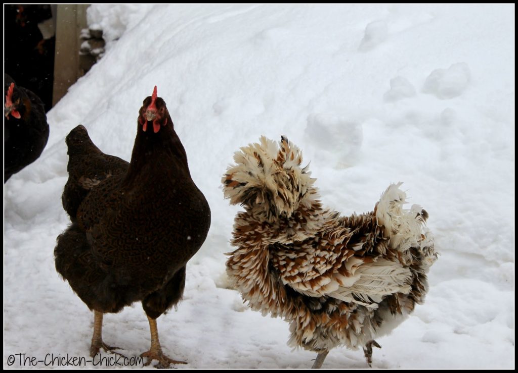 Partridge Plymouth rock hen & Tolbunt Polish Frizzle hen.