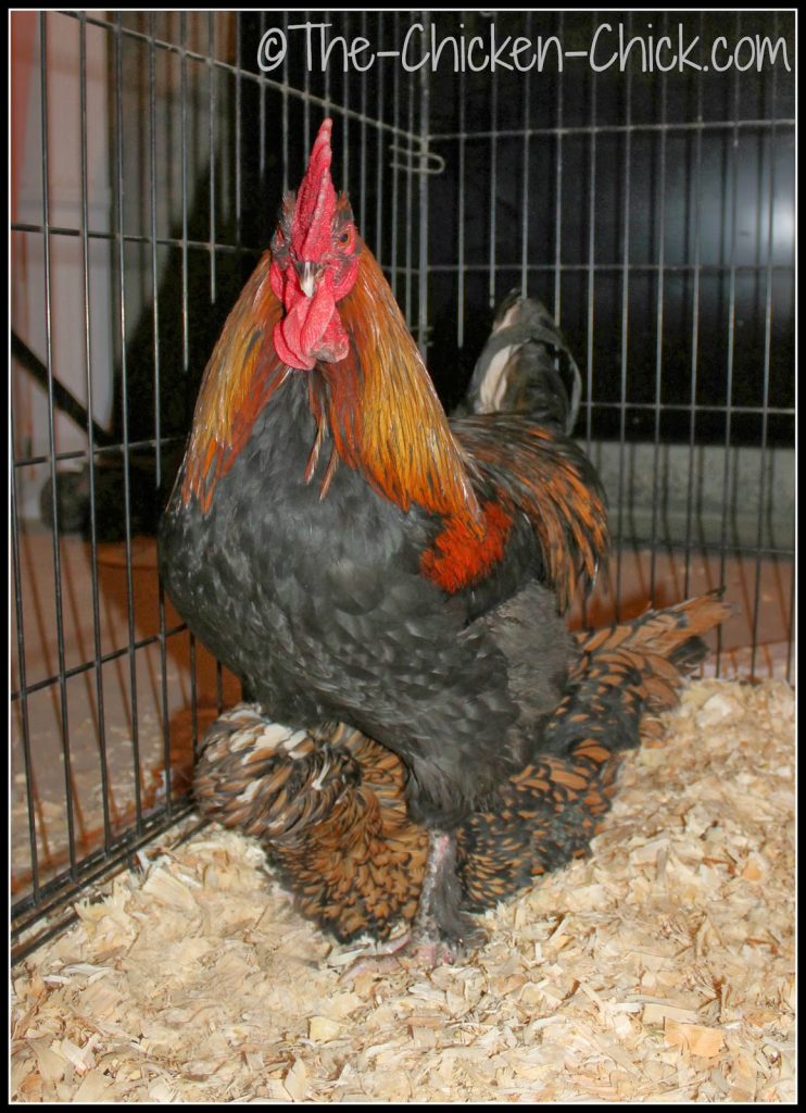 Black Copper Marans rooster and Tolbunt Polish Frizzle hen