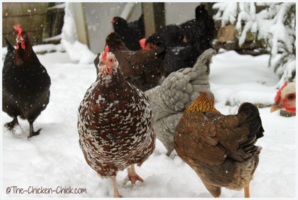 Speckled Sussex hen and chickens in snow