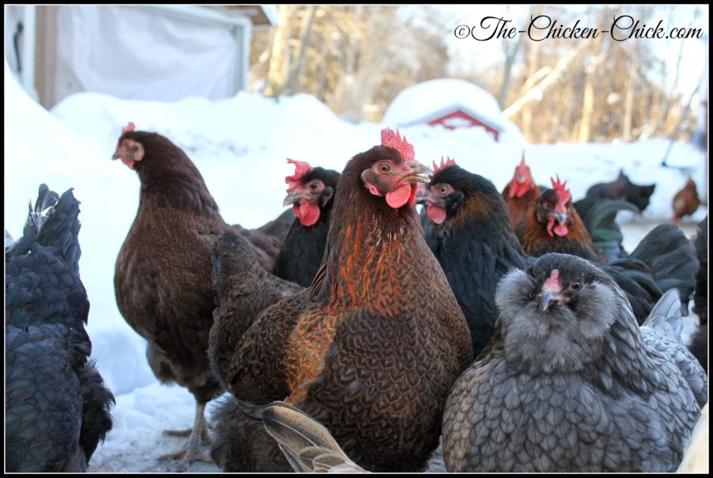 My flock, looking a little discontent, with good reason.