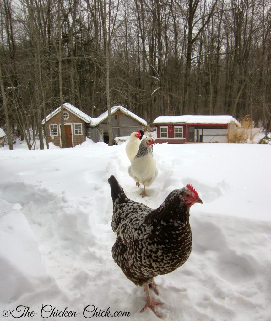 Kate, a Speckled Sussex hen and her friends braved the snowy path up to the house in search of scratch. 