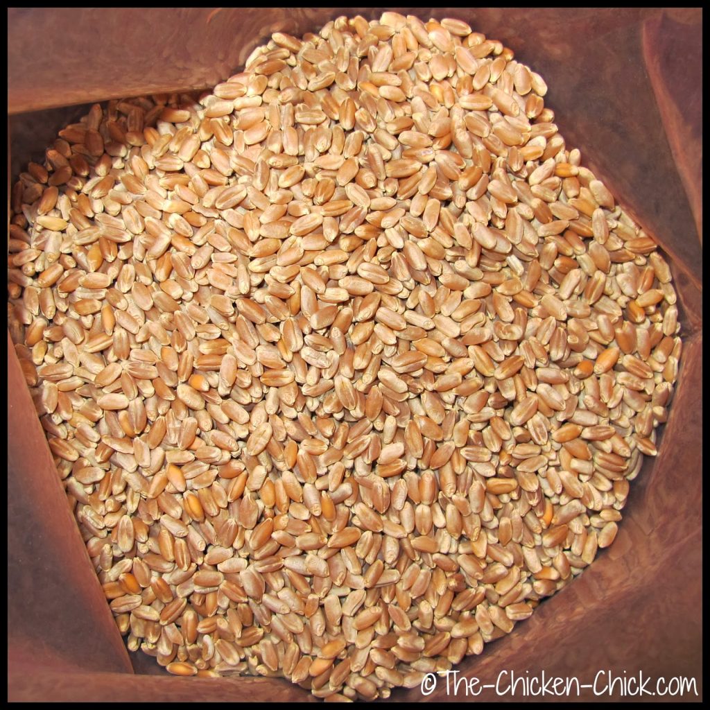 Wheat is one of the most common and easily sprouted grains for chicken fodder
