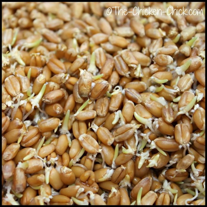 Sprouting Grains for Chickens