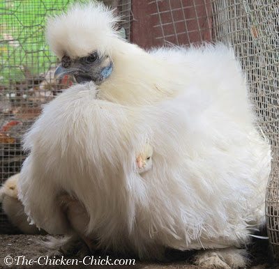 Silkie hen with baby chicks.