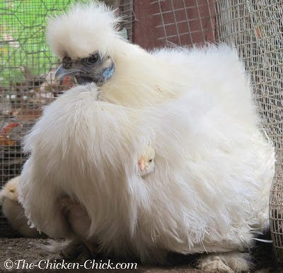 Poule Silkie avec des bébés poussins.