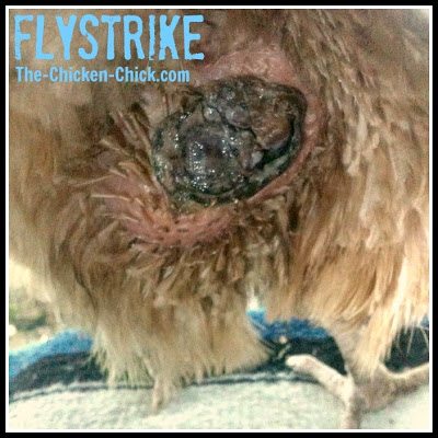 Flystrike often goes unnoticed, hidden underneath feathers, until it is too late to save the bird's life. 