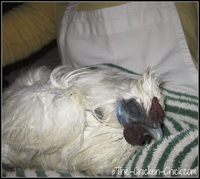 Secando las plumas de la gallina después del baño's feathers after bathing