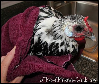 Silver Spangled Hamburg hen wrapped in towel after bathing