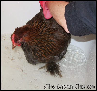 How and When to Give a Chicken a Bath | The Chicken Chick®