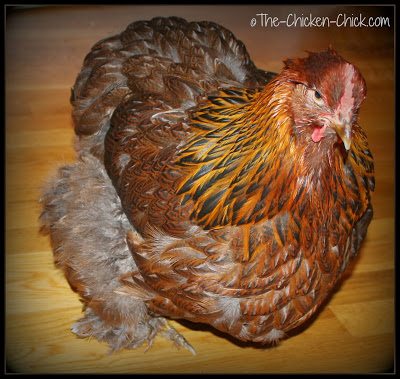 Comment donner un bain à un poulet