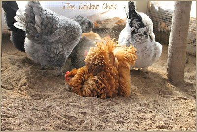 Chickens dust bathing in sand.