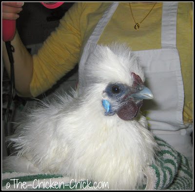 Séchage des plumes de poulette Silkie après un bain avec un sèche-cheveux.'s feathers after a bath with a hair dryer.