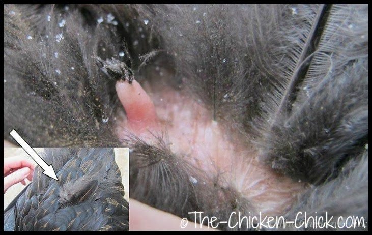 Chicken uropygial gland at the base of the tail