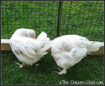 Wie man einem Huhn ein Bad gibt