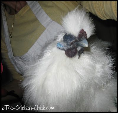 Chicken enjoying having her feathers dried after a bath