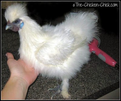 Secando a la gallina Silkie con un secador de pelo secador después de un baño