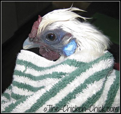 A galinha Silkie envolta numa toalha depois do banho.