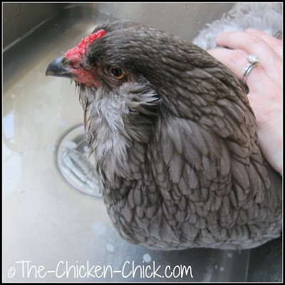 Gallina ameraucana azul bañándose en el fregadero de la cocina