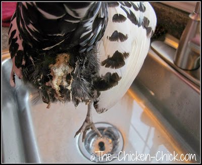 Silver Spangled Hamburg chicken with droppings on vent feathers getting a bath