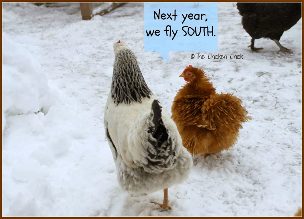 Next year, we fly south. Chickens in snow.