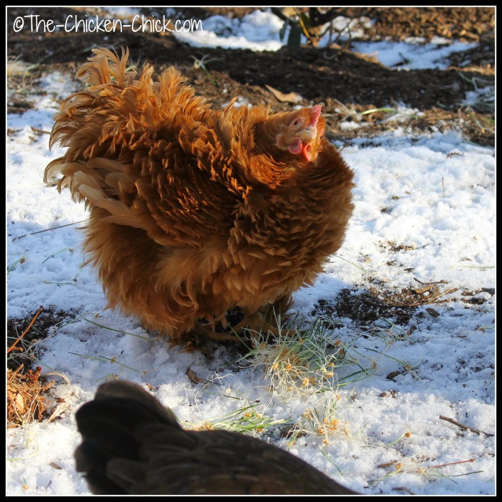  Les poulets mangent chaque partie de la pousse, ce qui signifie qu'il y a ZÉRO déchet!