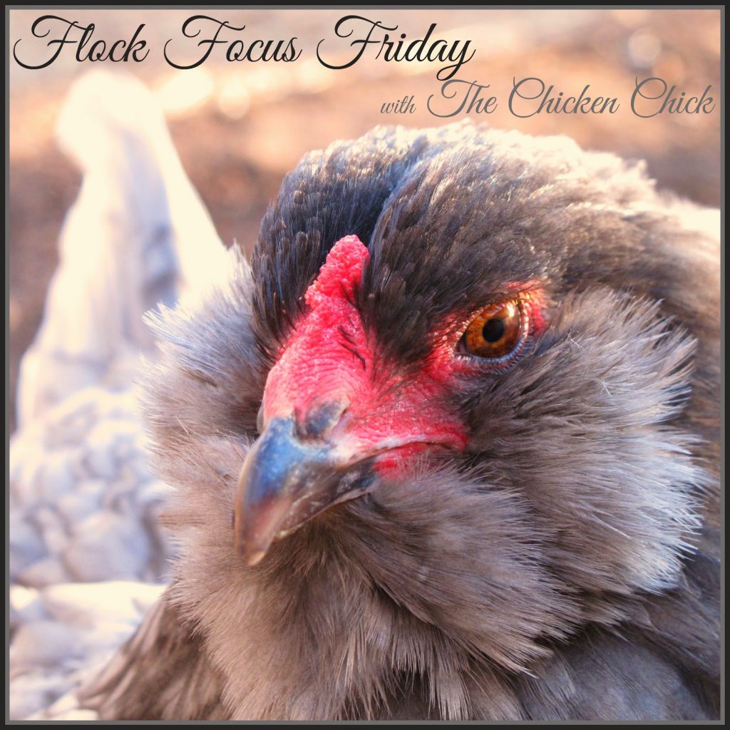 Flock Focus Friday with The Chicken Chick