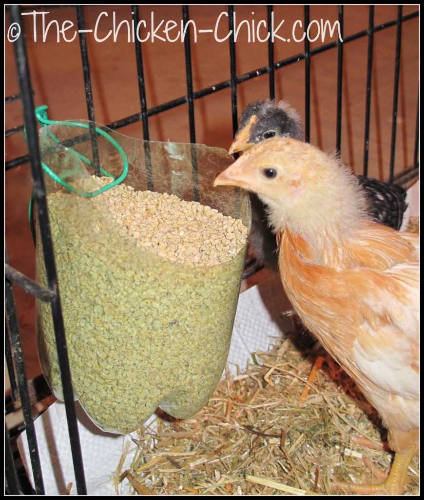 Diy Chicken Feeder For Brooder Infirmary Or Maternity Ward The