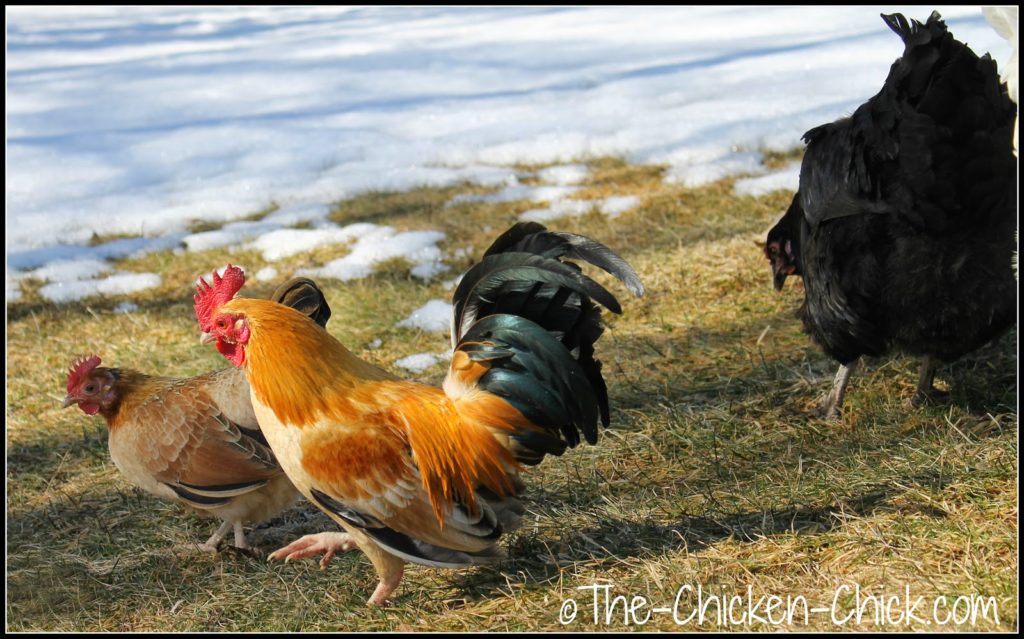 Keeping chickens in crowding conditions is to be avoided due to the dangers it poses. Chickens explore their world with their beaks and the closer they are in proximity to one another, the more likely they are to explore one another by pecking. 