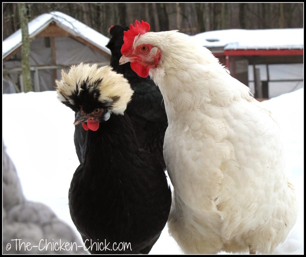 White Crested Black Polish hen and White Orpington hen