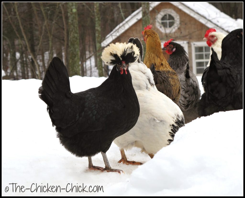 Snow chickens