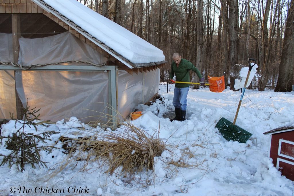 Digging out the snow around the chicken coop.